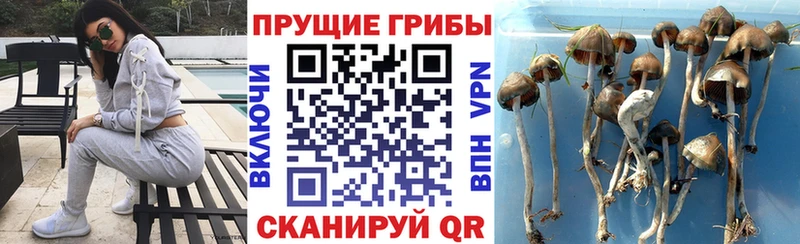 Псилоцибиновые грибы MAGIC MUSHROOMS  магазин    Чкаловск 